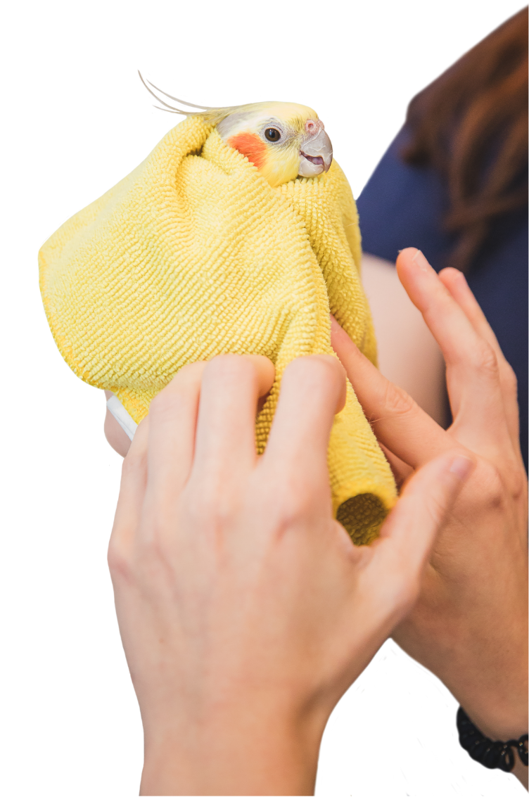 Clinique Vétérinaire du Domaine Vert. Clinique Vétérinaire du Domaine Vert.