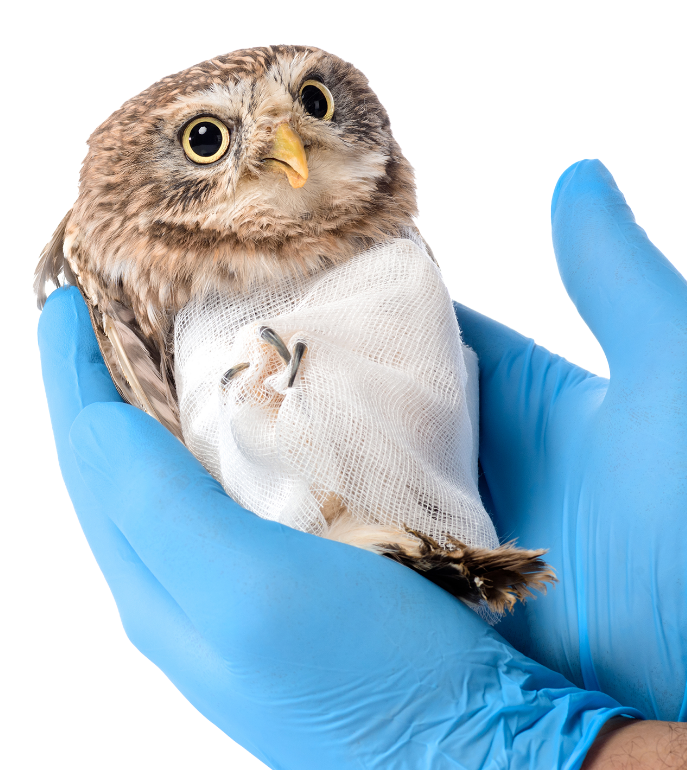 Chirurgie d’urgence Chirurgie d’urgence