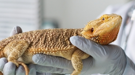 Consultation en médecine préventive