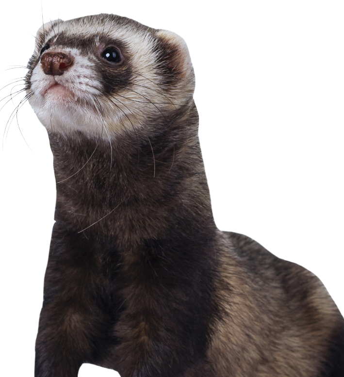 Consultation pour maladie ou urgence Consultation pour maladie ou urgence