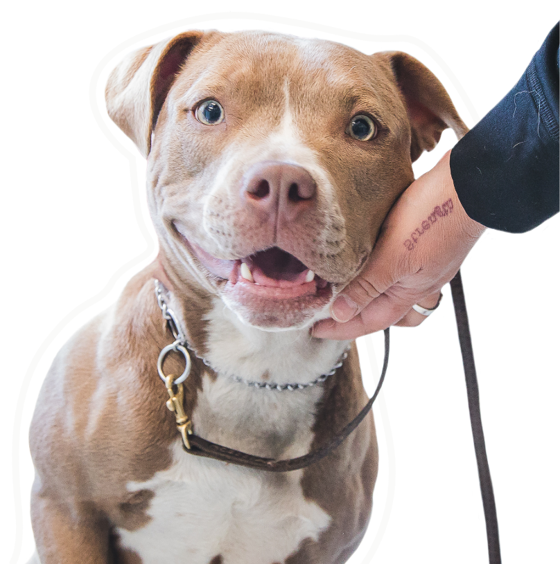 Nos services vétérinaires Nos services vétérinaires