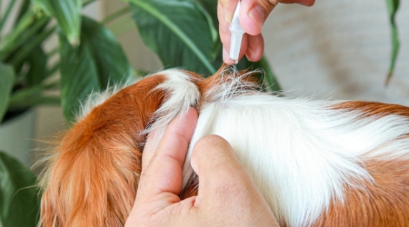 Prévention et traitement des parasites