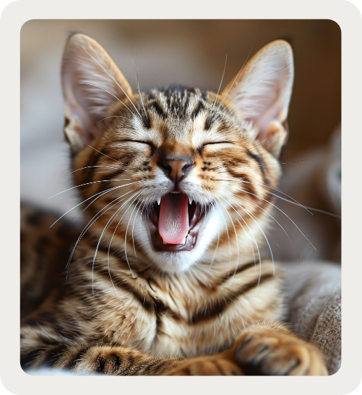 À quel âge stériliser ? À quel âge stériliser ?