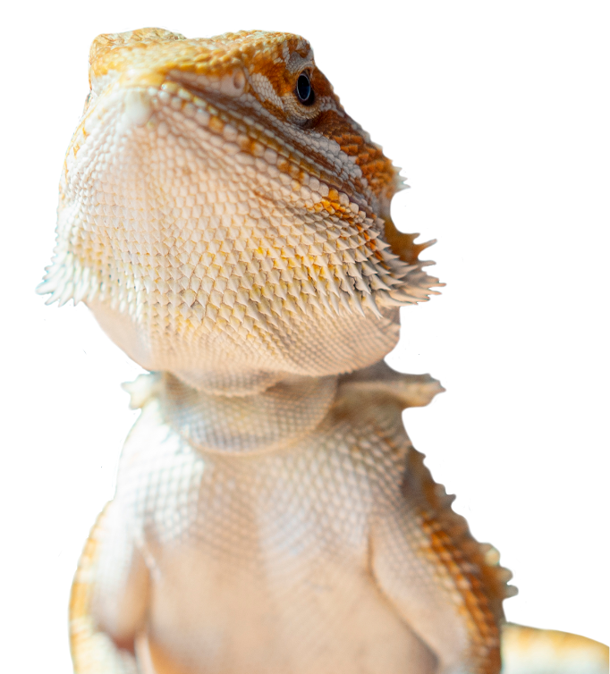 Animaux exotiques Animaux exotiques