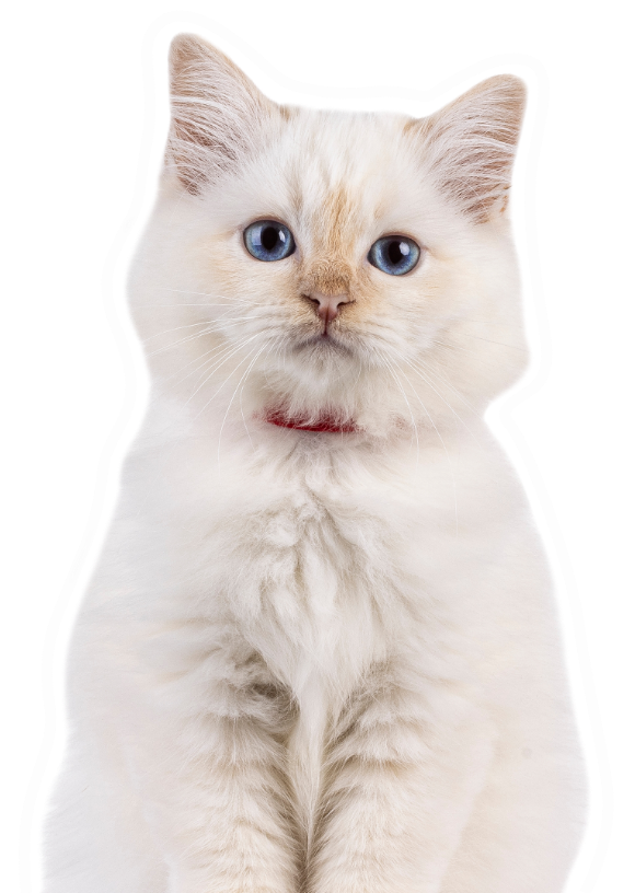 Chirurgie générale avec laser chirurgical Chirurgie générale avec laser chirurgical