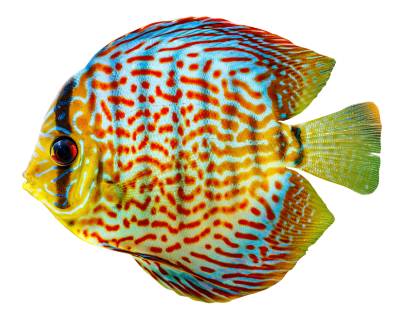 Conseils et centre nutritionnels Conseils et centre nutritionnels