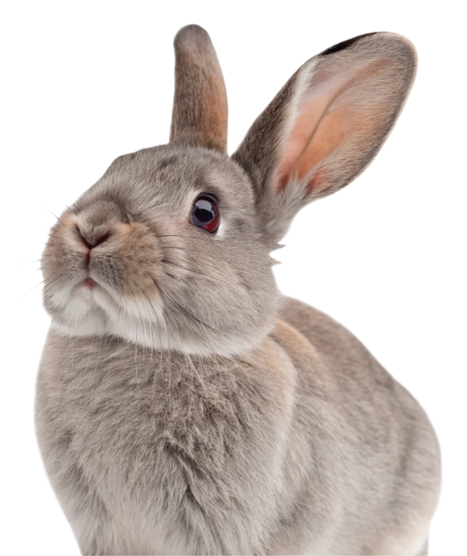 Détartrage & Dentisterie opératoire Détartrage & Dentisterie opératoire