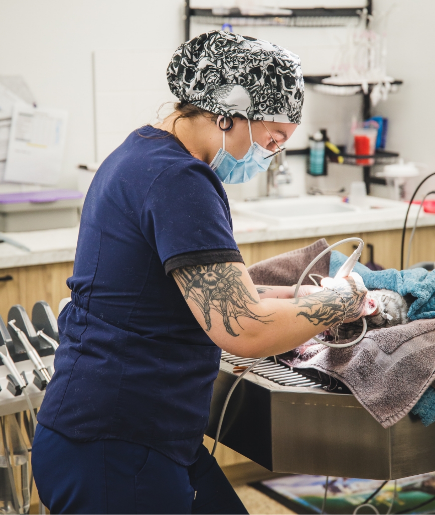 Échographie vétérinaire Échographie vétérinaire : des examens ciblés selon nos services