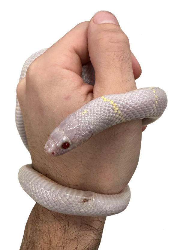 Laboratoire sur place Laboratoire sur place