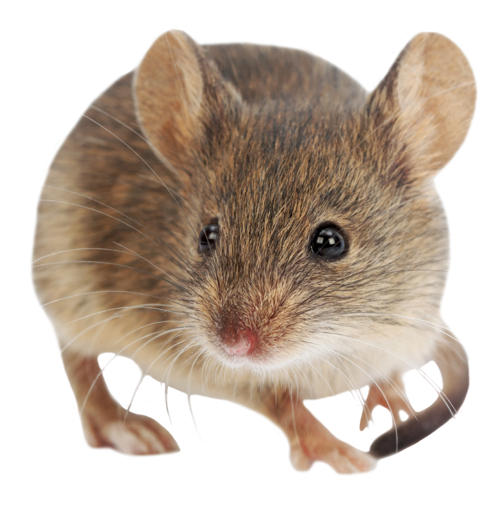 Laser thérapeutique Laser thérapeutique