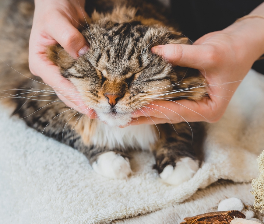 Les bénéfices de la physiothérapie vétérinaire Les bénéfices de la physiothérapie vétérinaire