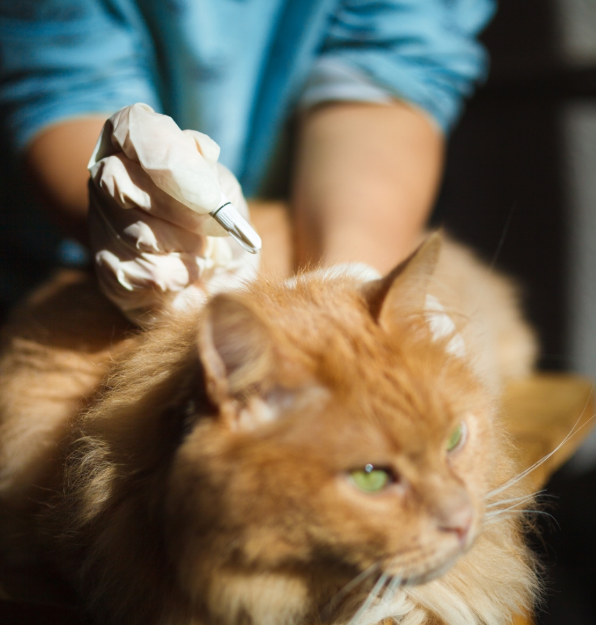 Parasites externes Parasites externes : puces, tiques et acariens