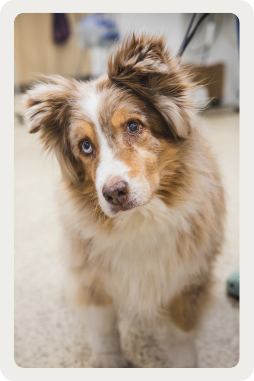 Parasites internes Parasites internes