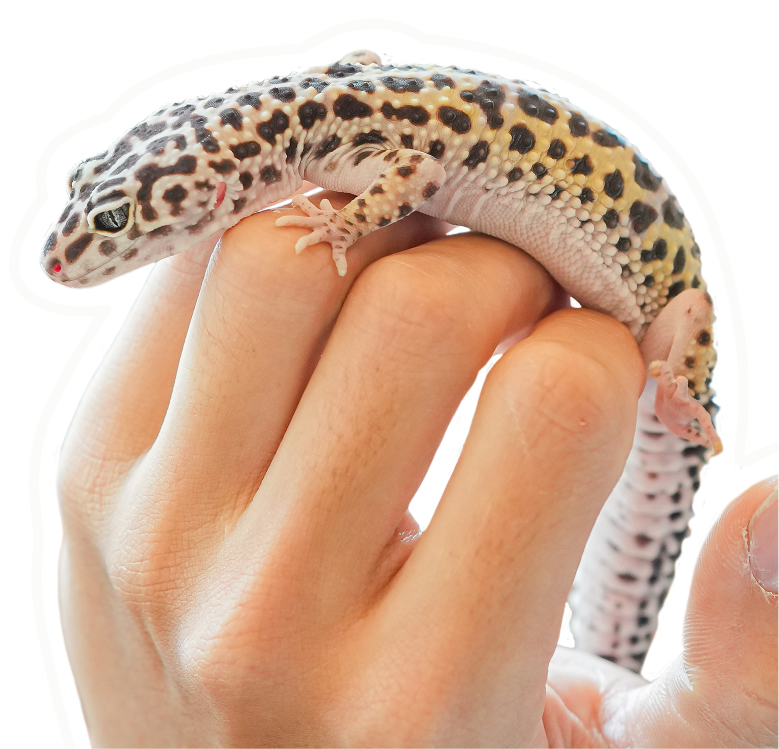 Pension animale Pension animale