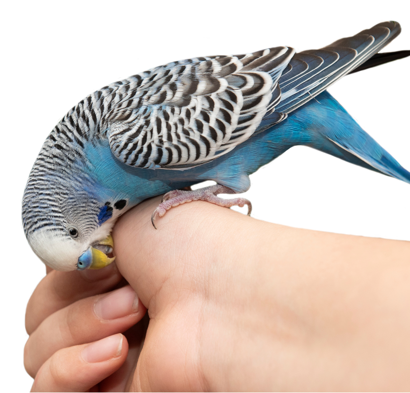 Physiothérapie pour animaux Physiothérapie pour animaux