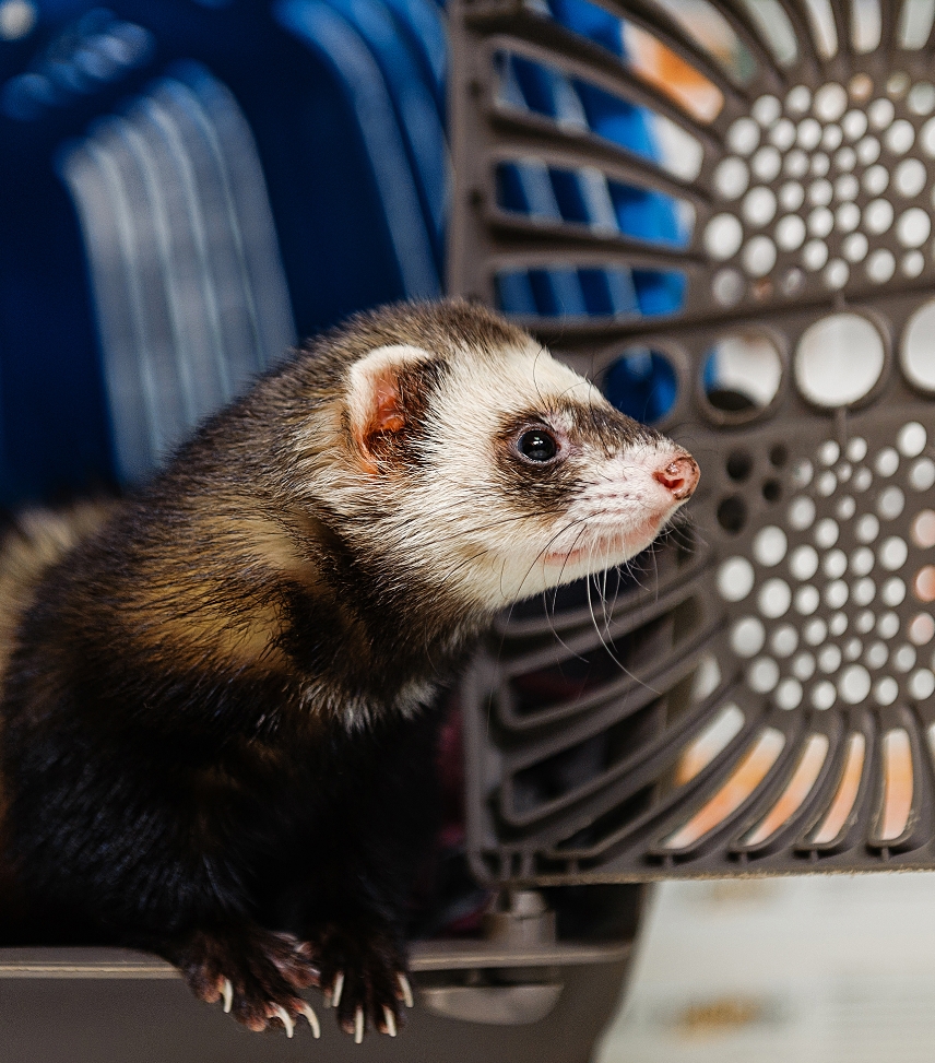 Pourquoi faire stériliser son animal Pourquoi faire stériliser son animal ?