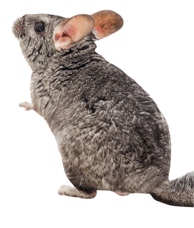 Prévention et traitement des parasites Prévention et traitement des parasites