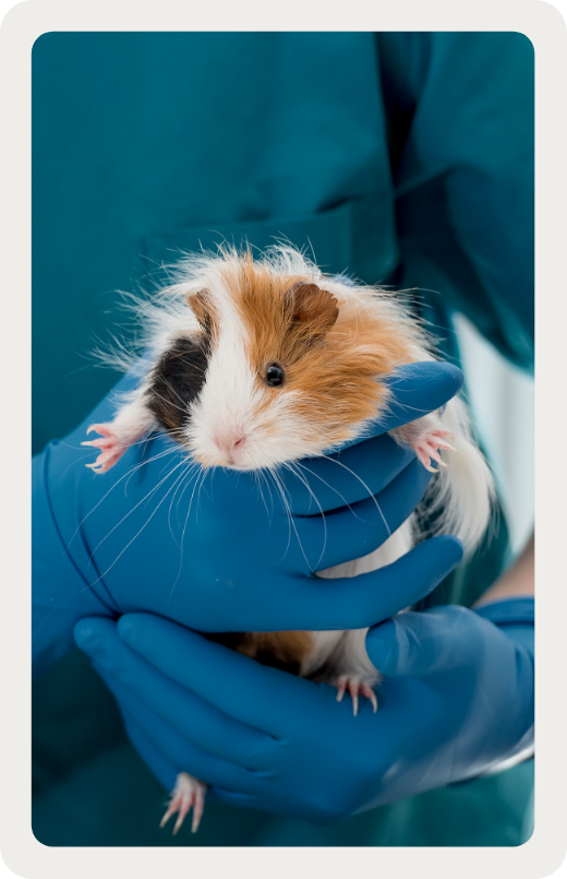 Quand consulter avec un animal exotique Quand consulter avec
un animal exotique ?