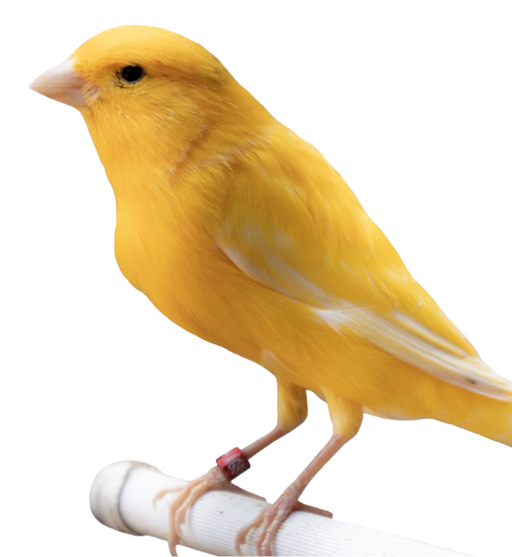 Radiographie numérique Radiographie numérique & Échographie