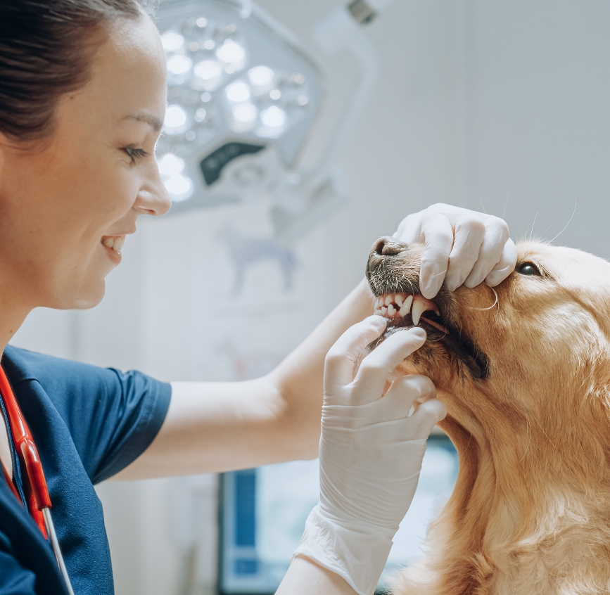 Soins dentaires pour chiens Soins dentaires pour chiens, chats… et plus encore