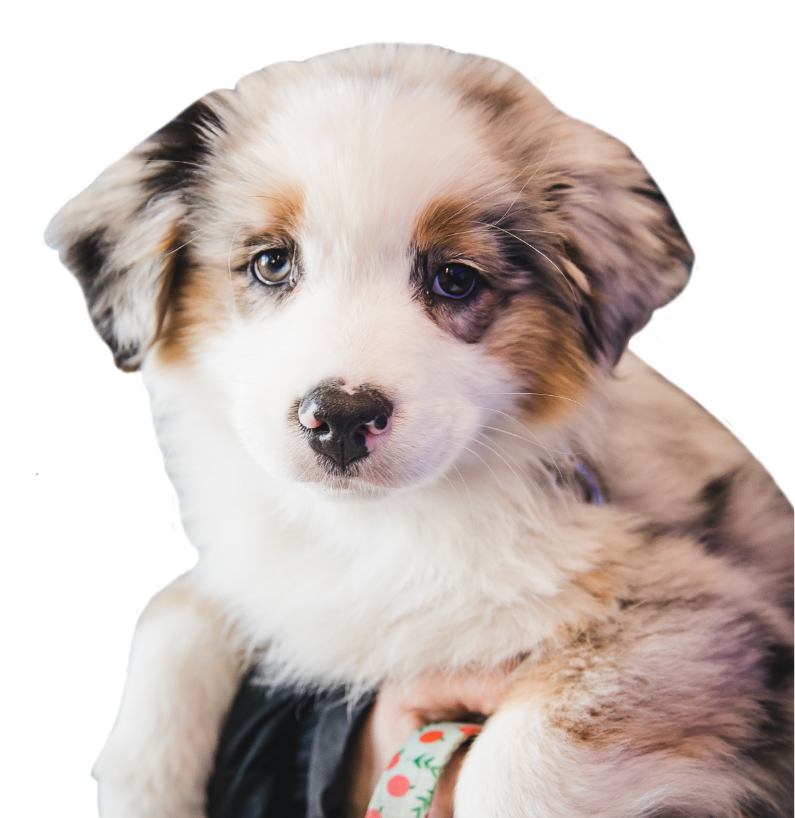 Stérilisation Stérilisation