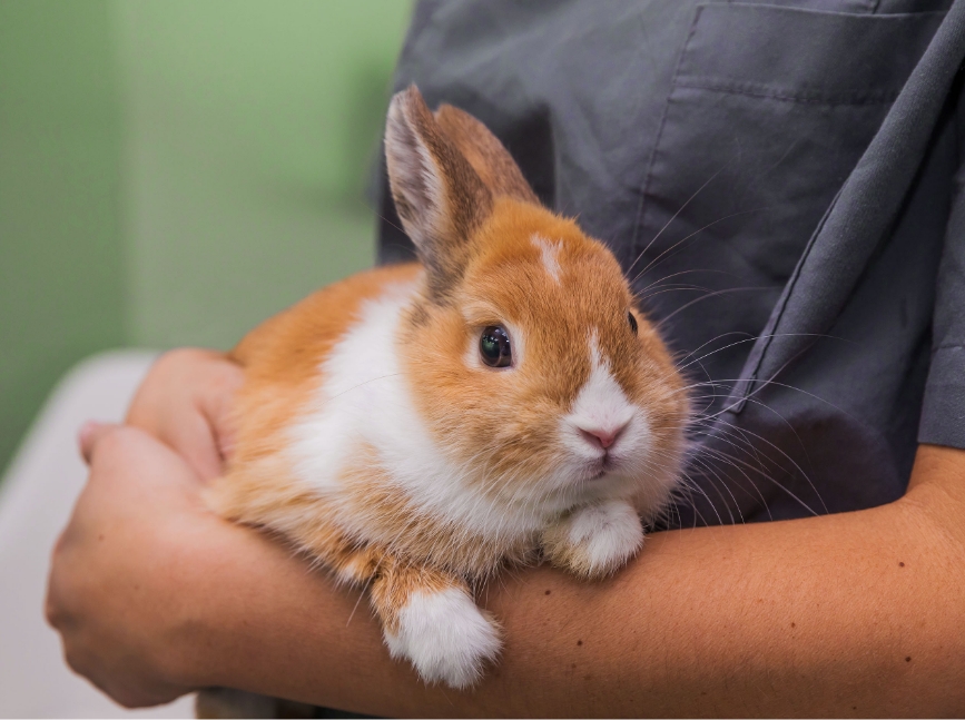 Suivi après la chirurgie Suivi après la chirurgie