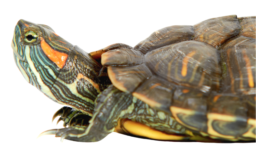 Suivi de poids Suivi de poids