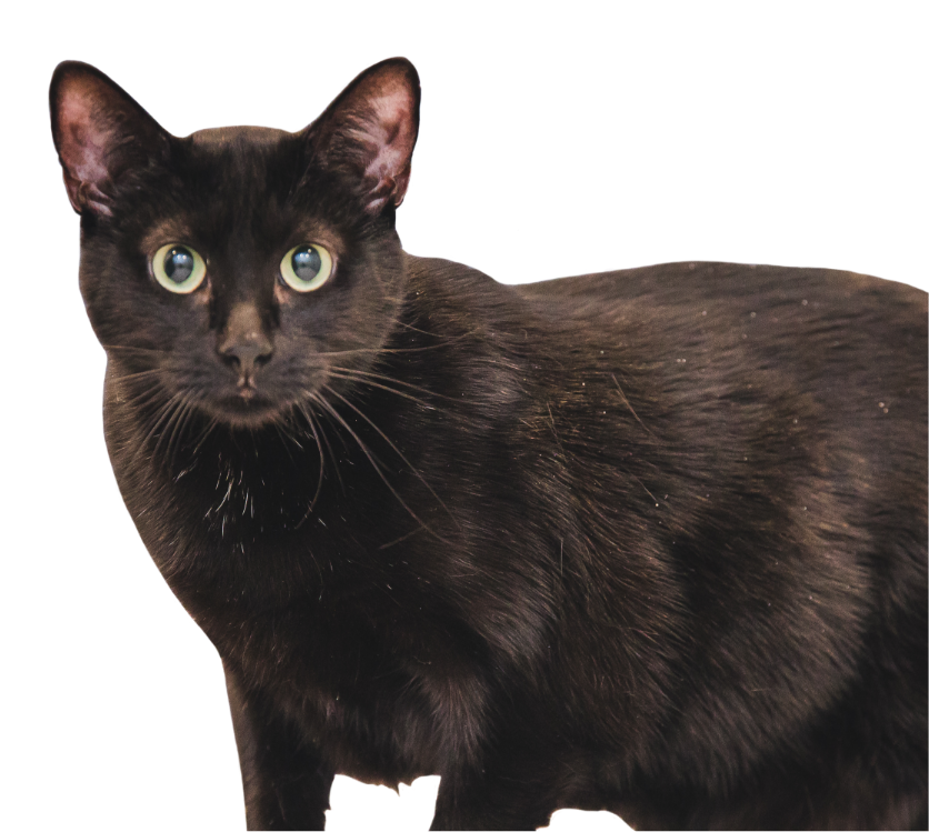 Suivi diabétique Suivi diabétique