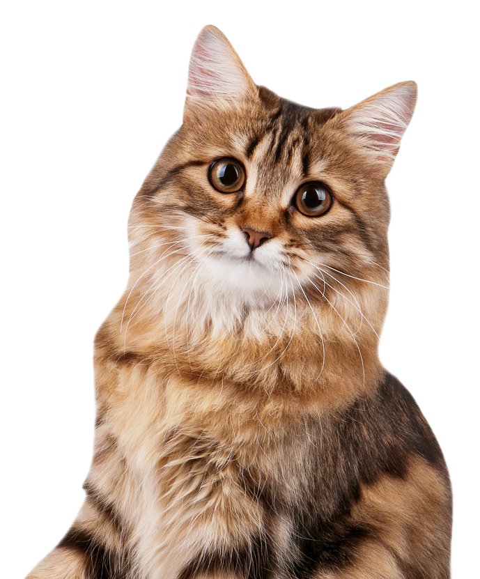 Tonte et toilettage Tonte et toilettage