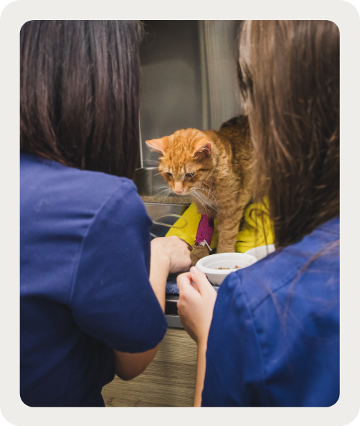 Un suivi rigoureux Un suivi rigoureux après l’intervention