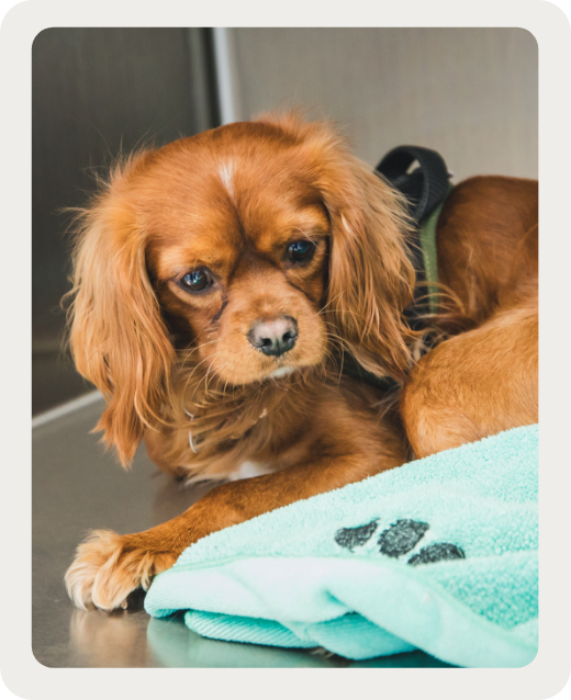 Une surveillance continue Une surveillance continue
et personnalisée