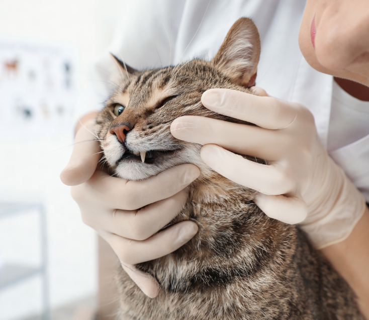 des soins dentaires vétérinaires Pourquoi des soins dentaires vétérinaires ?
