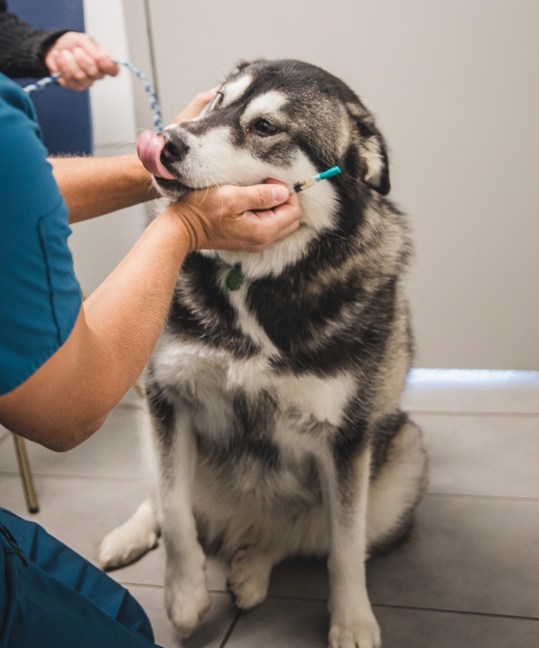Comprendre le diabète chez l’animal Comprendre le diabète chez l’animal