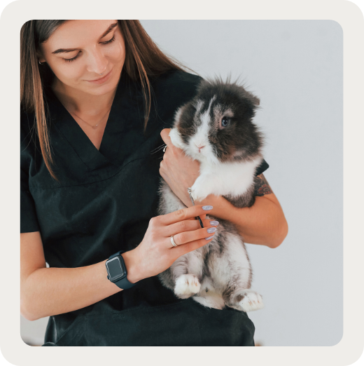 petits animaux à poil Chiens, chats… et petits animaux à poil