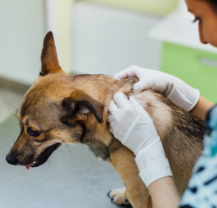 Causes fréquentes de troubles dermatologiques Causes fréquentes de troubles dermatologiques